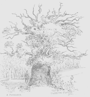 A Patriarch of Cadzow Forest
